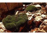 Bushes of acantholimon on Mount Hermon.